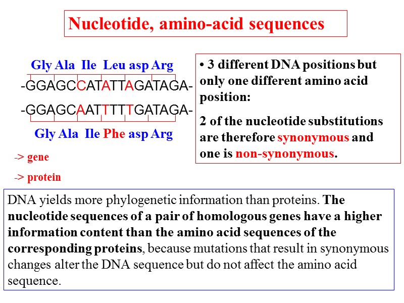DNA yields more phylogenetic information than proteins. The nucleotide sequences of a pair of